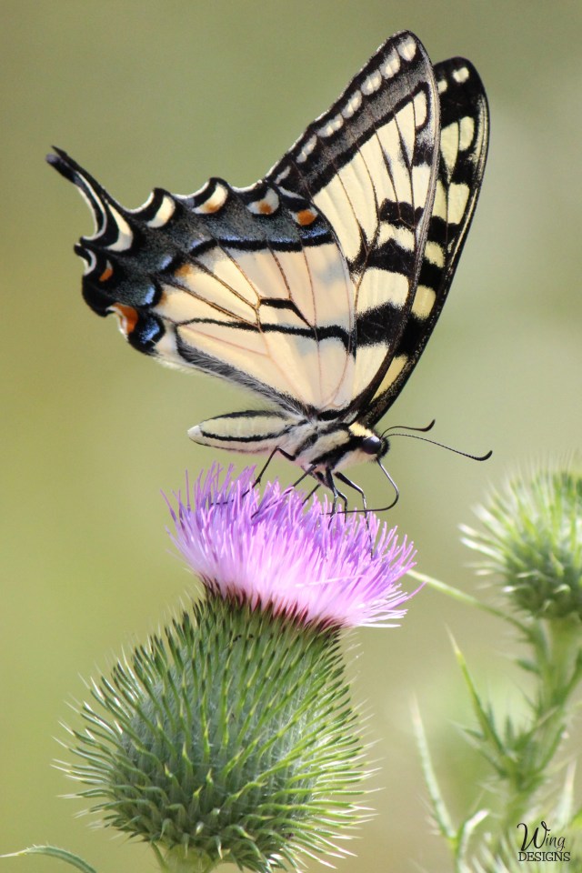 butterfly-img_5806-cropped-6-by-4-logo