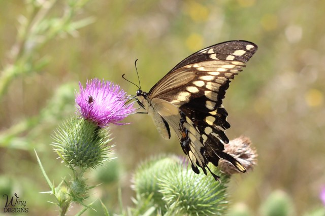 butterfly-img_6113-cropped-4-by-6-logo