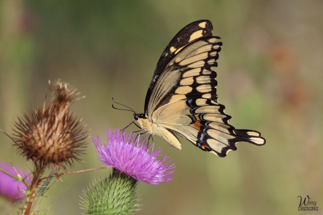 butterfly-img_6446-cropped-4-by-6-logo