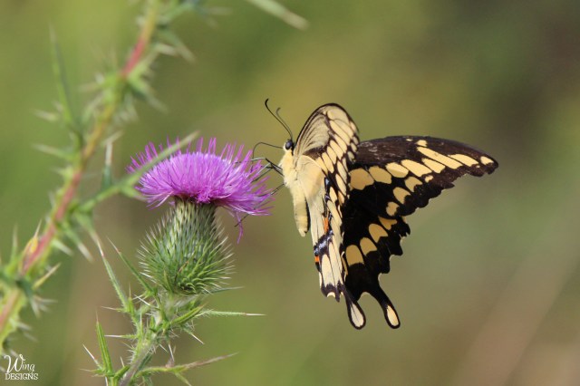 butterfly-img_6448-cropped-4-by-6-logo