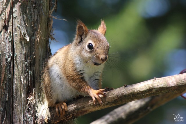 red-squirrel-img_4093-cropped-4-by-6-logo