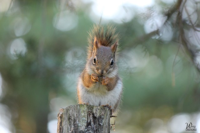 red-squirrel-img_4198-4-by-6-logo