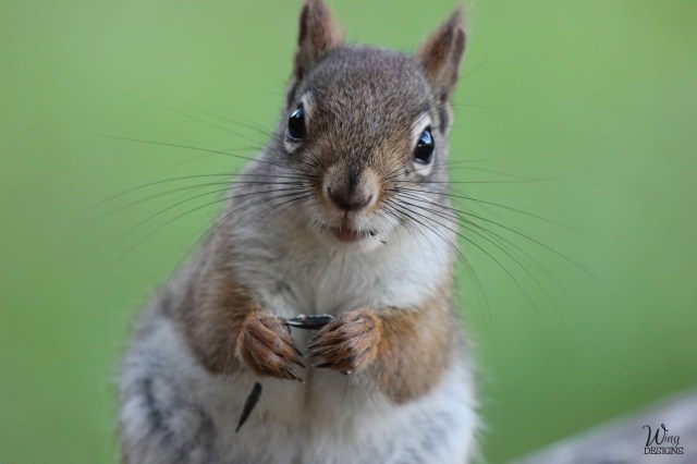 red-squirrel-img_4648-4-by-6-logo