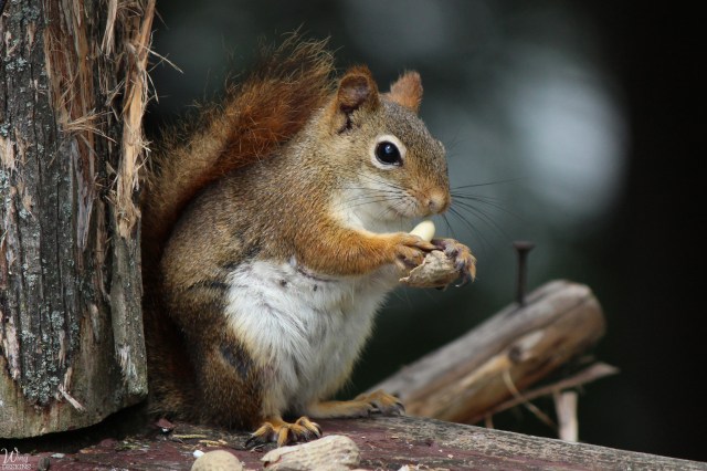red-squirrel-img_4922-edited-and-cropped-4-by-6-logo