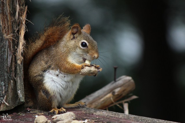 red-squirrel-img_4925-edited-and-cropped-4-by-6-logo