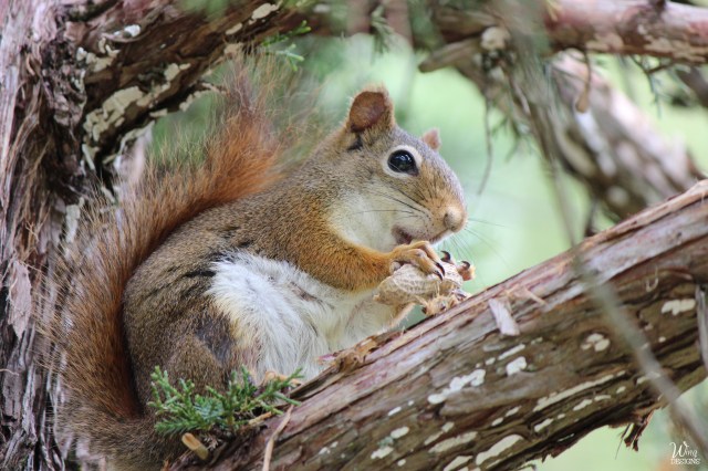 red-squirrel-img_4930-edited-and-cropped-4-by-6-logo