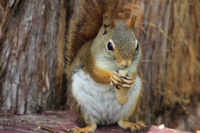 red-squirrel-img_4961-edited-and-cropped-4-by-6-logo