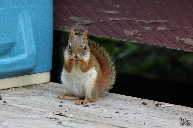 red-squirrel-img_5051-cropped-4-by-6-logo